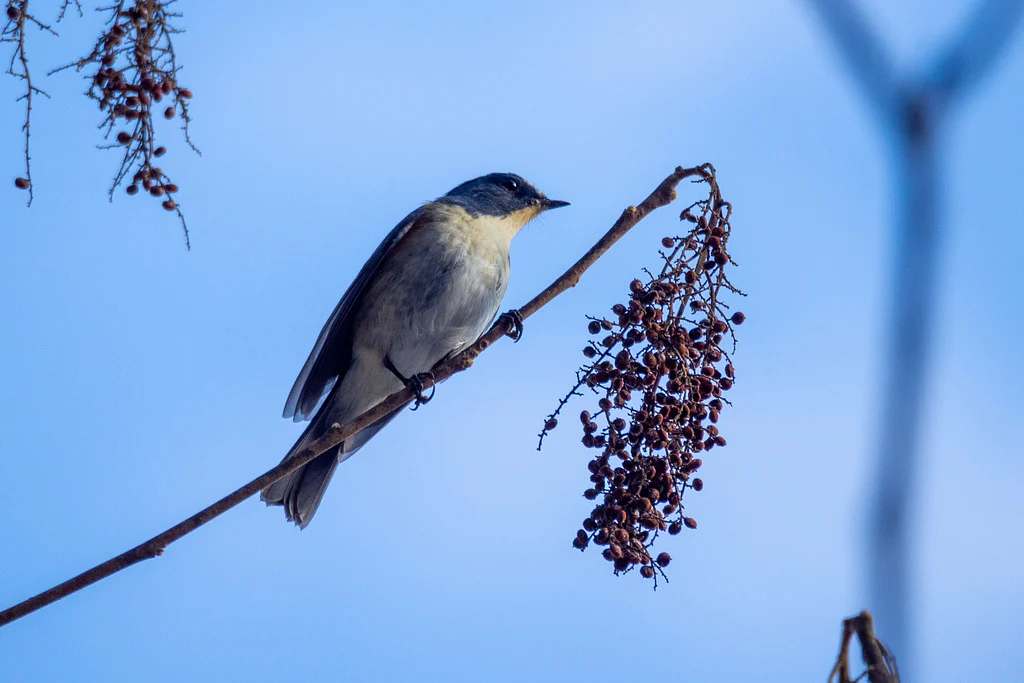 Red-flanked Bluetail