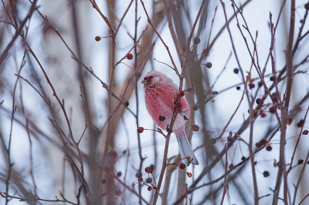 Long-tailed Rosefinch