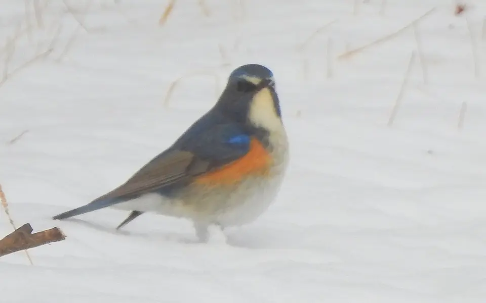 Red-flanked Bluetail (Tarsiger cyanurus) — photo 10 of 10