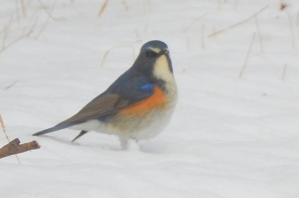 Red-flanked Bluetail