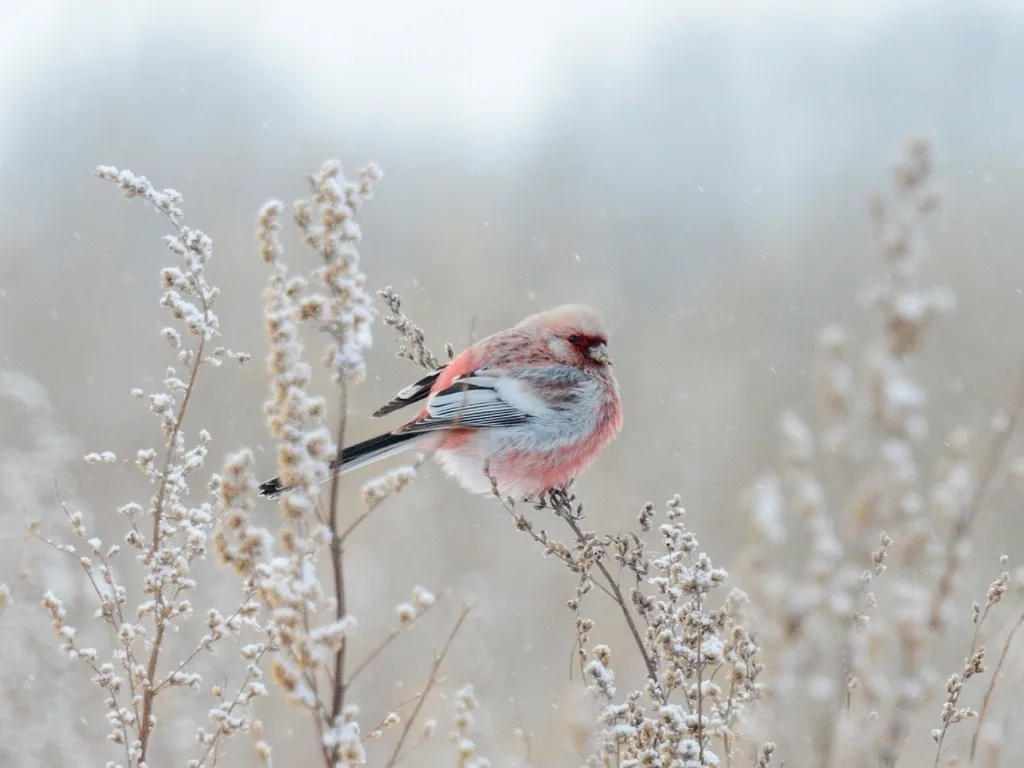 Long-tailed Rosefinch