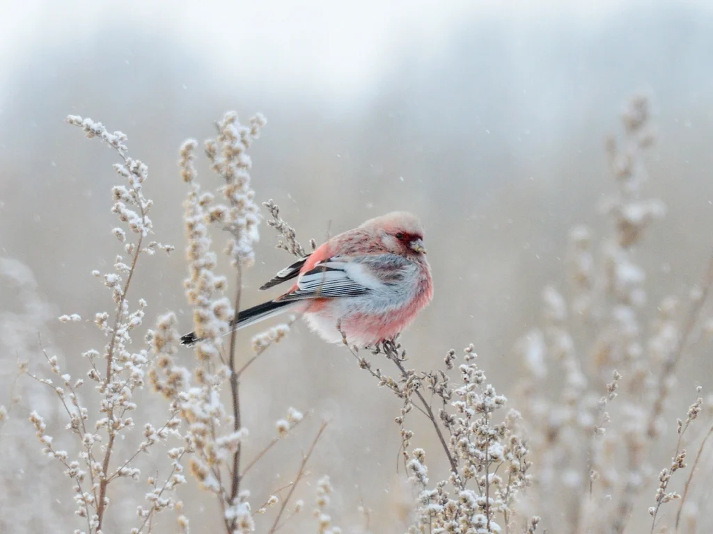 Long-tailed Rosefinch