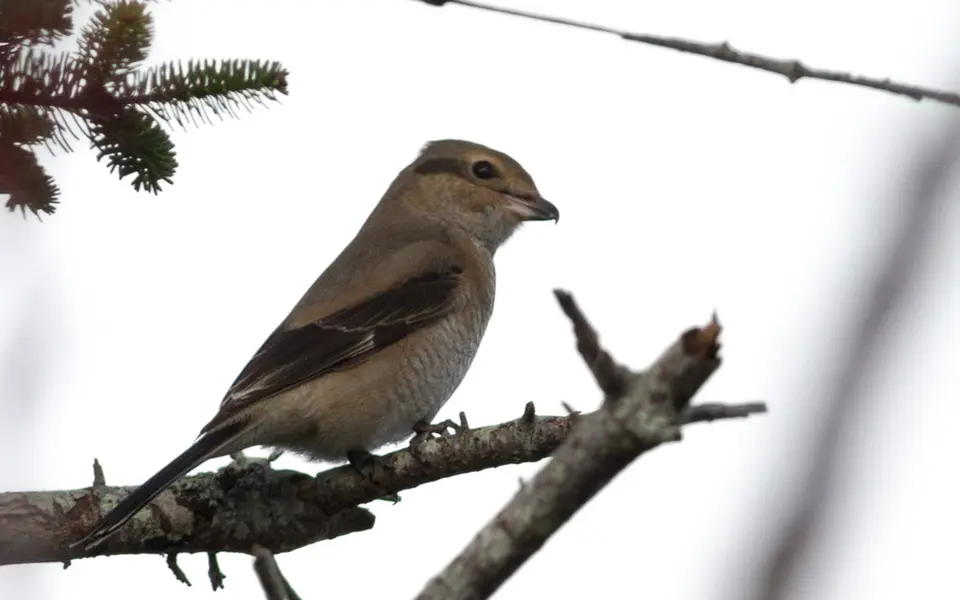 Northern Shrike (Lanius borealis) — photo 4 of 5
