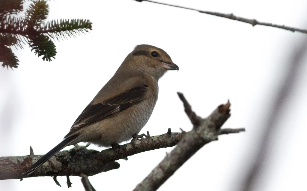 Northern Shrike (Lanius borealis) — photo 4 of 5