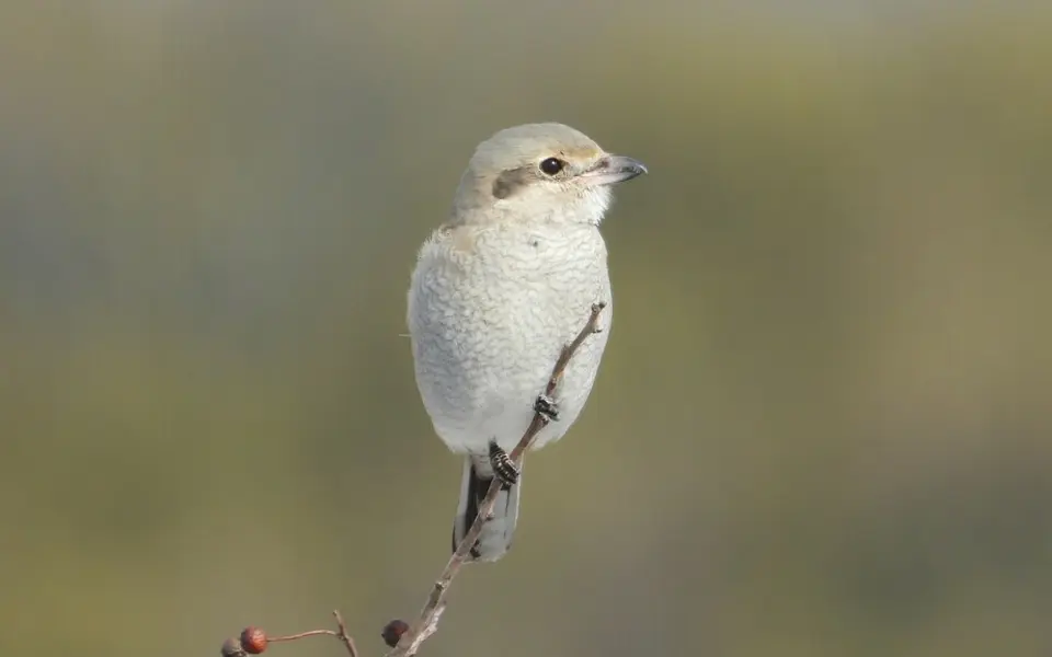 Northern Shrike (Lanius borealis) — photo 5 of 5