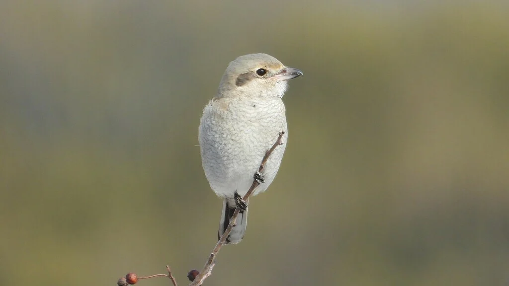 Northern Shrike (Lanius borealis) — photo 5 of 5