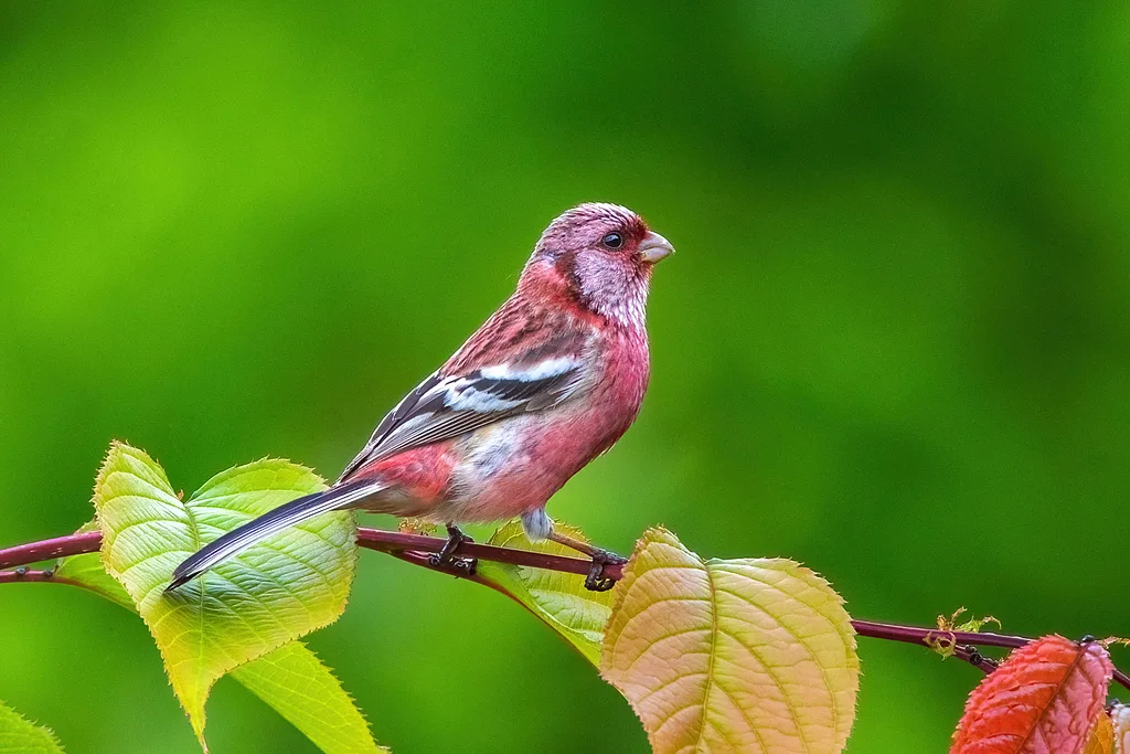 Long-tailed Rosefinch