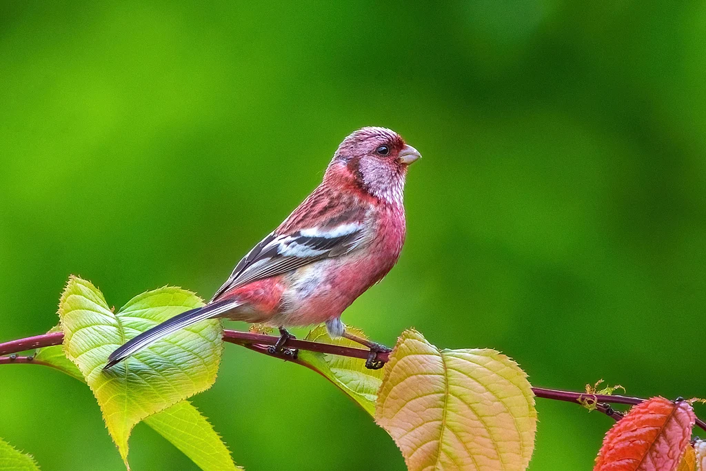Long-tailed Rosefinch