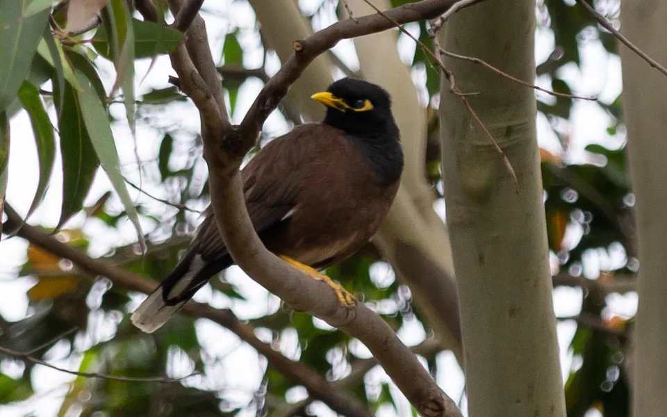 Common Myna (Acridotheres tristis) — photo 6 of 6