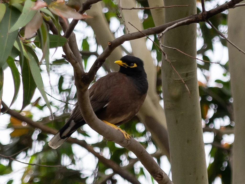 Common Myna (Acridotheres tristis) — photo 6 of 6