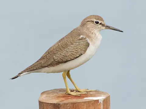 Common Sandpiper