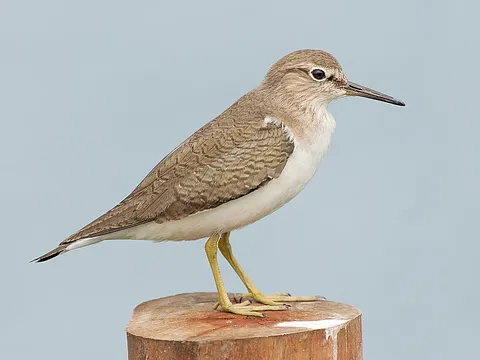 Common Sandpiper