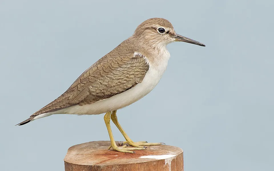 Common Sandpiper (Actitis hypoleucos) — photo 1 of 5