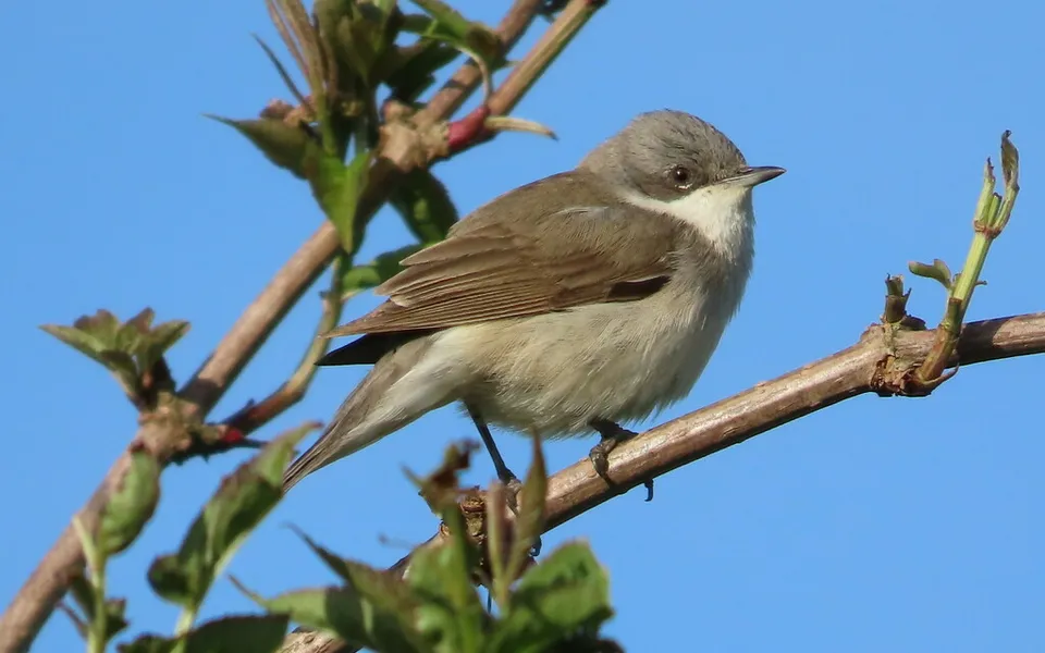 Lesser Whitethroat (Curruca curruca) — photo 2 of 3