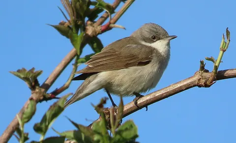 Lesser Whitethroat