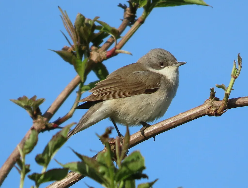 Lesser Whitethroat
