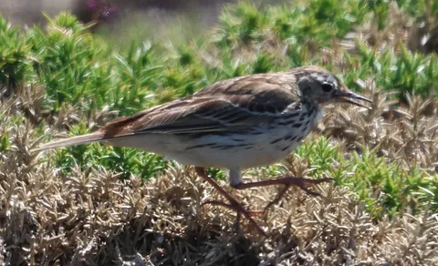 Meadow Pipit (Anthus pratensis) — photo 2 of 4