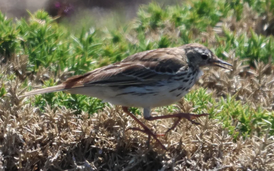 Meadow Pipit (Anthus pratensis) — photo 2 of 4