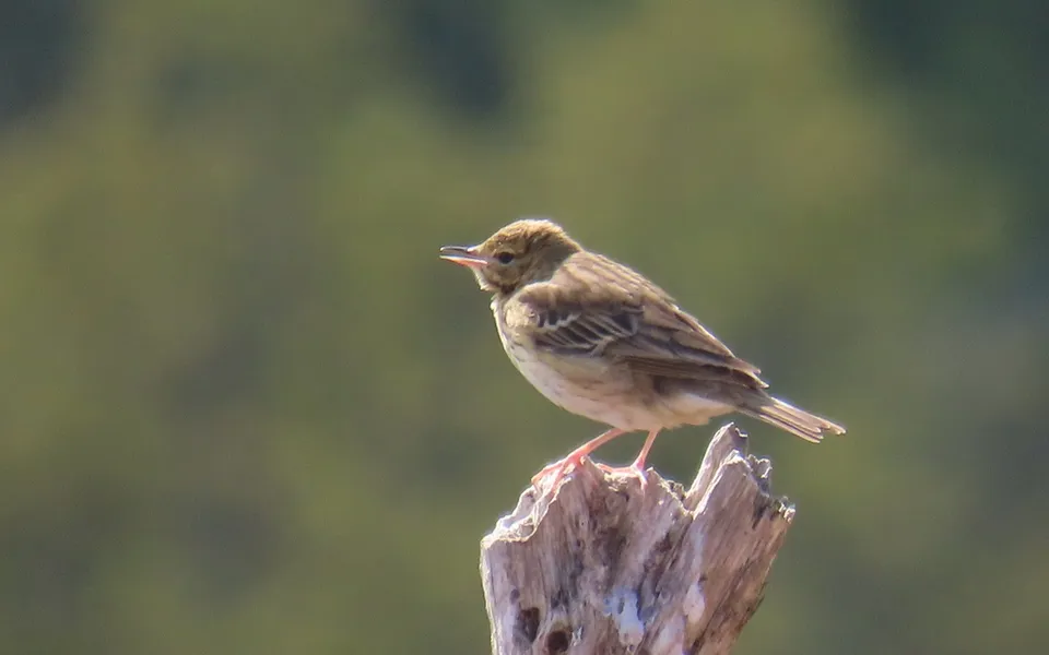 Tree Pipit (Anthus trivialis) — photo 3 of 3