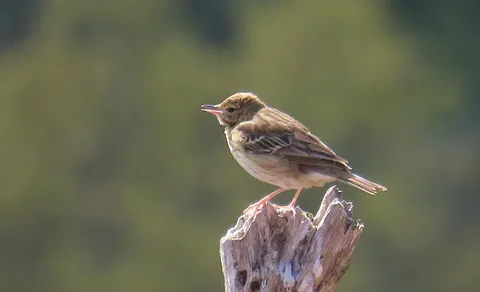 Tree Pipit (Anthus trivialis) — photo 3 of 3
