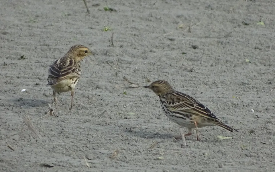 Red-throated Pipit (Anthus cervinus) — photo 2 of 4