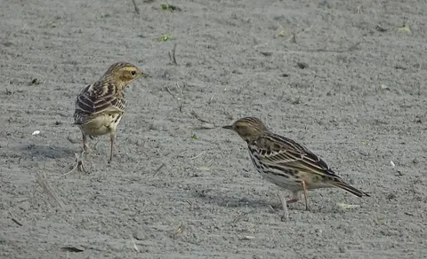 Red-throated Pipit (Anthus cervinus) — photo 2 of 4