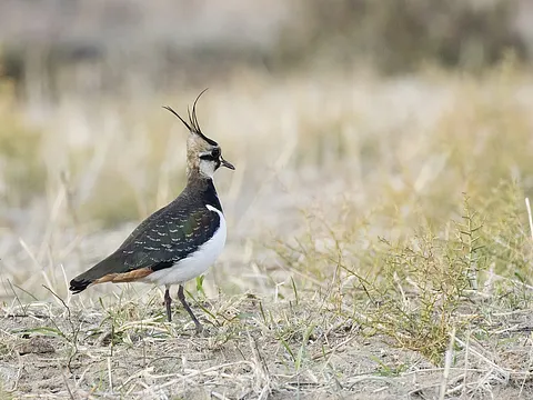 Northern Lapwing (Vanellus vanellus) — photo 3 of 5