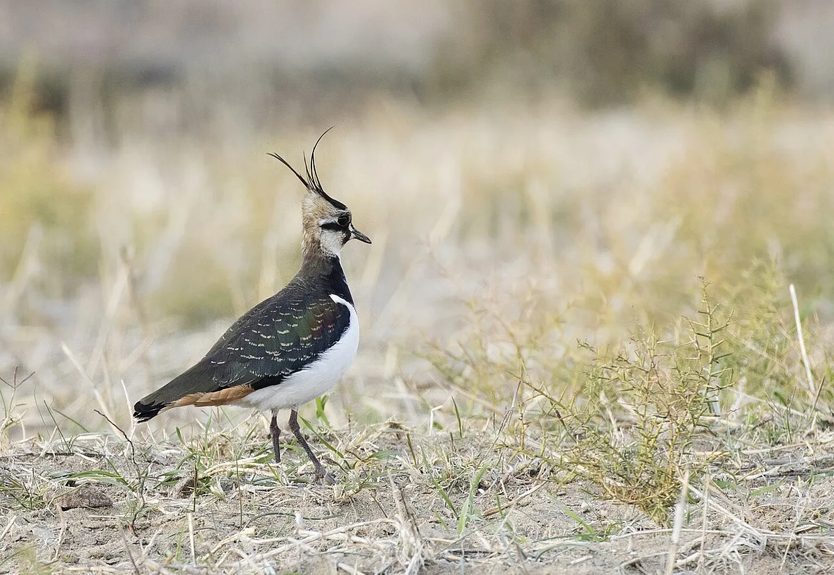 Northern Lapwing (Vanellus vanellus) — photo 3 of 5