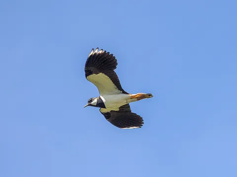 Northern Lapwing (Vanellus vanellus) — photo 2 of 5