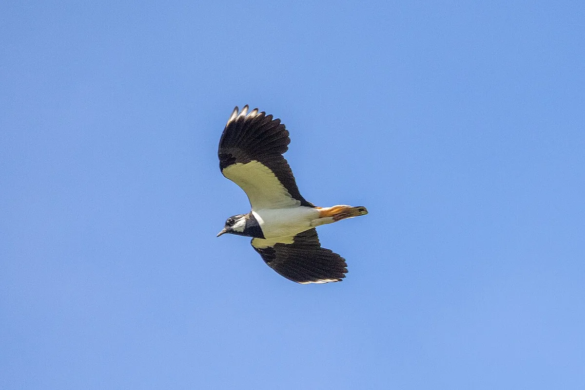 Northern Lapwing (Vanellus vanellus) — photo 2 of 5