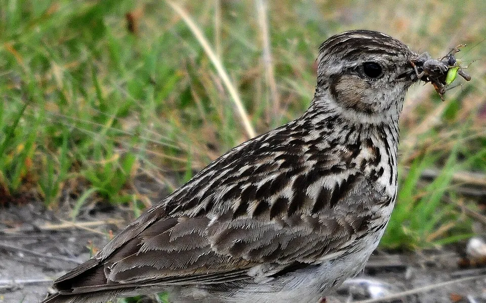 Wood Lark (Lullula arborea) — photo 1 of 5