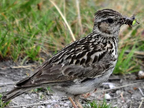 Wood Lark