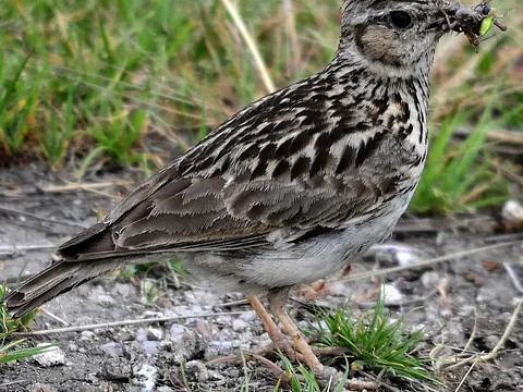 Wood Lark