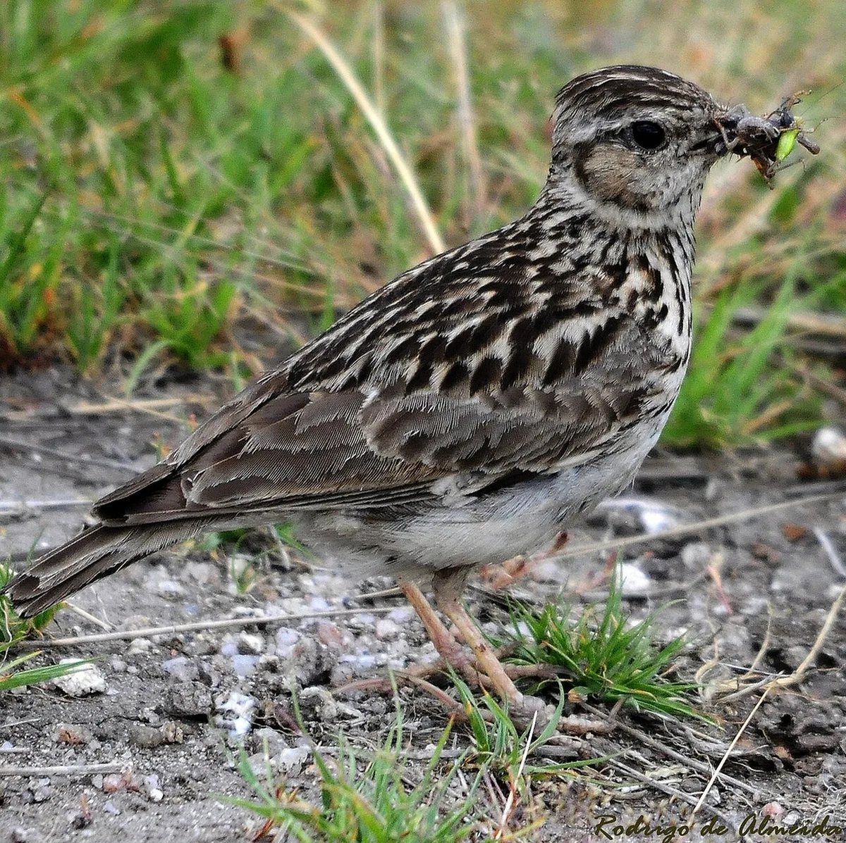 Wood Lark