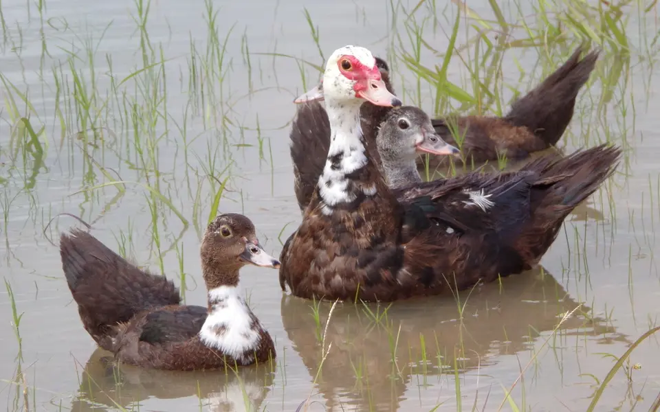Muscovy Duck (Cairina moschata) — photo 8 of 8