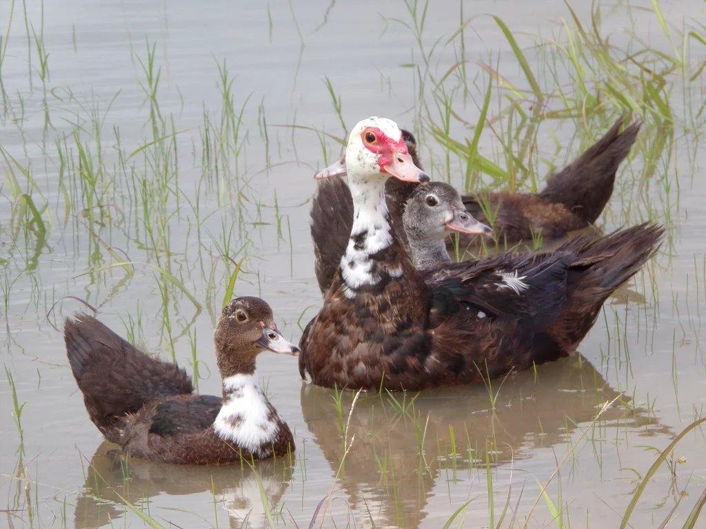 Muscovy Duck (Cairina moschata) — photo 8 of 8