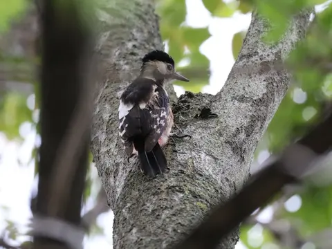 Syrian Woodpecker