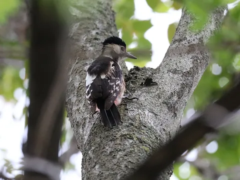 Syrian Woodpecker