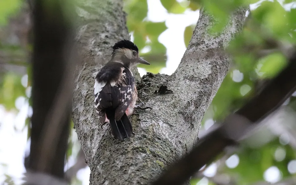 Syrian Woodpecker