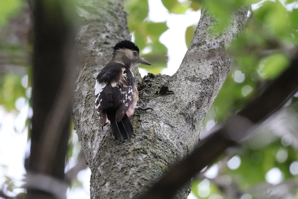 Syrian Woodpecker