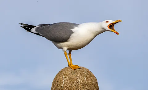 Yellow-legged Gull