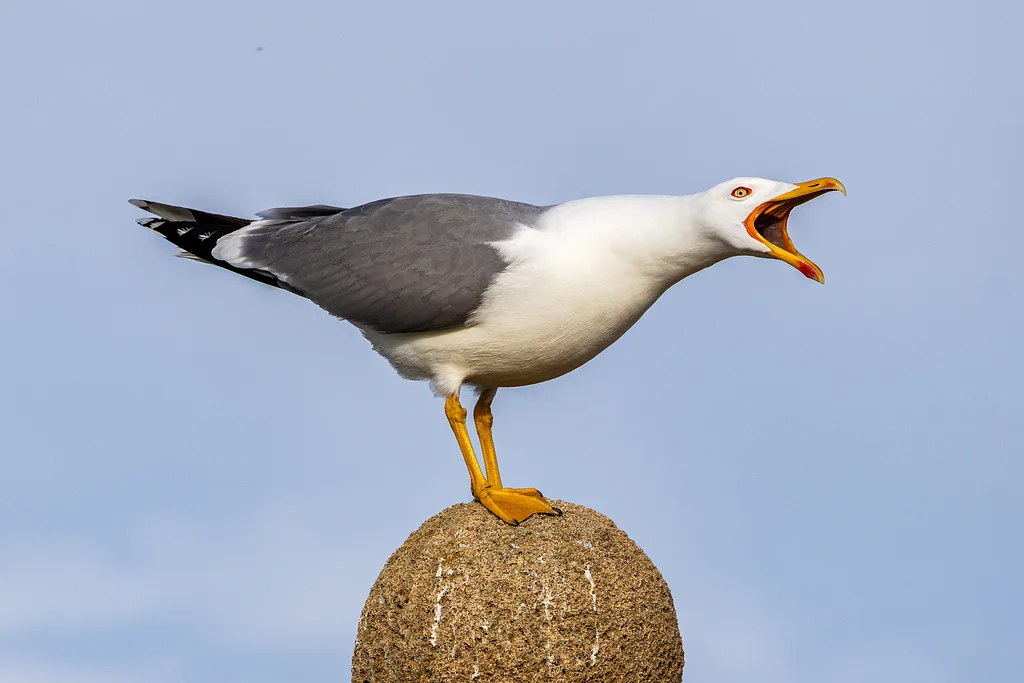 Yellow-legged Gull