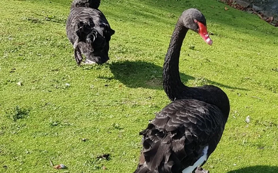 Black Swan (Cygnus atratus) — photo 4 of 5