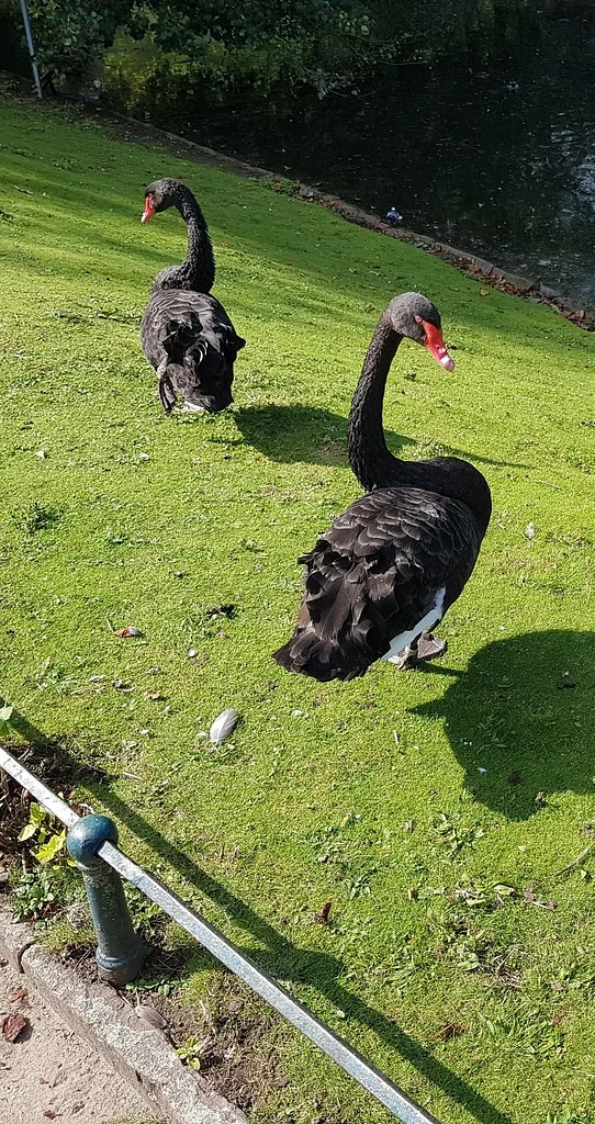 Black Swan (Cygnus atratus) — photo 4 of 5