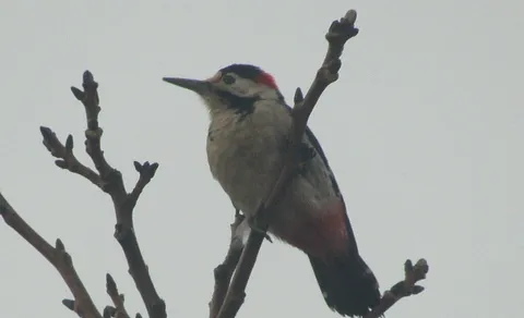 Syrian Woodpecker