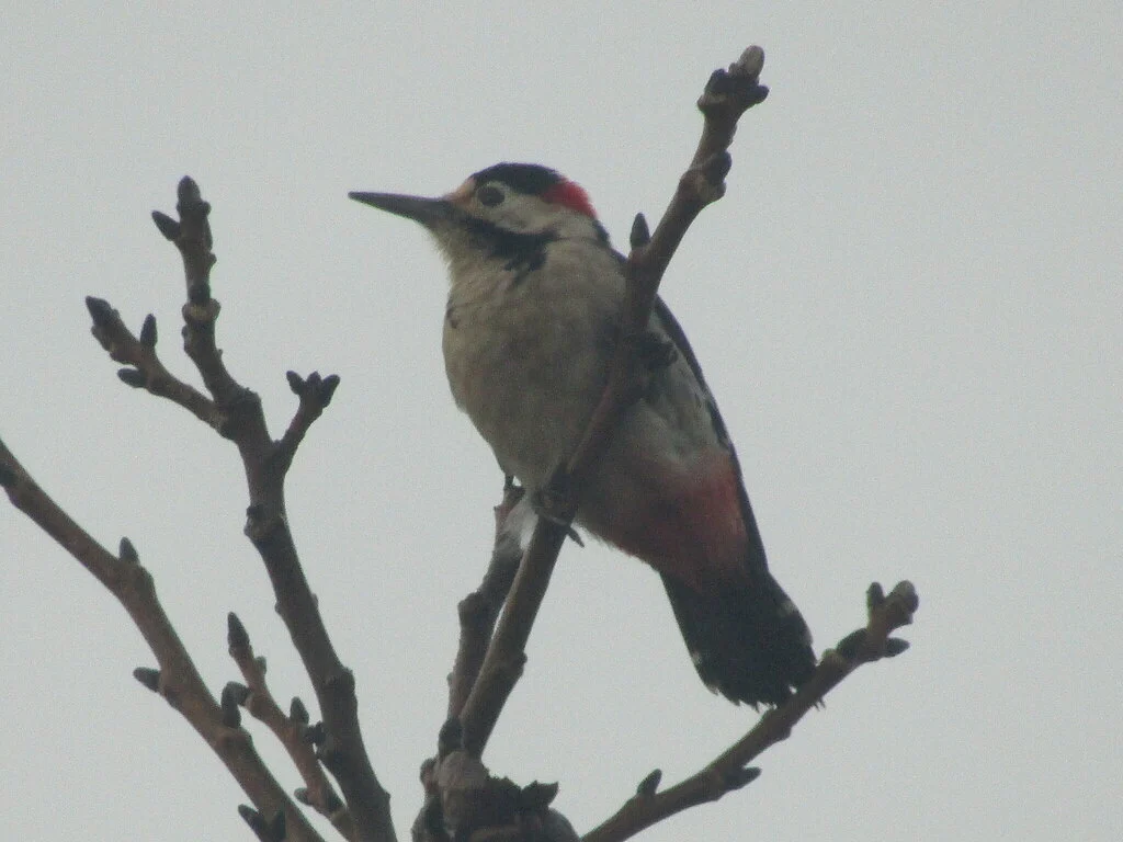 Syrian Woodpecker
