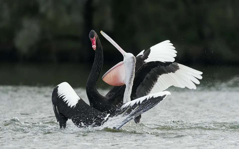 Black Swan (Cygnus atratus) — photo 1 of 5