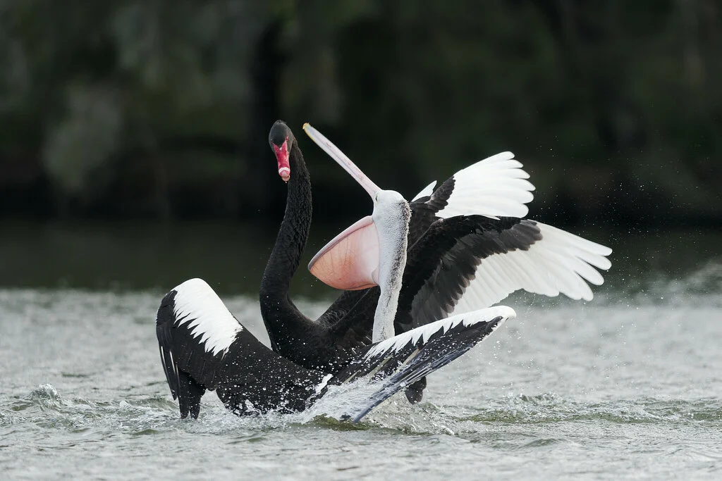 Black Swan (Cygnus atratus) — photo 1 of 5