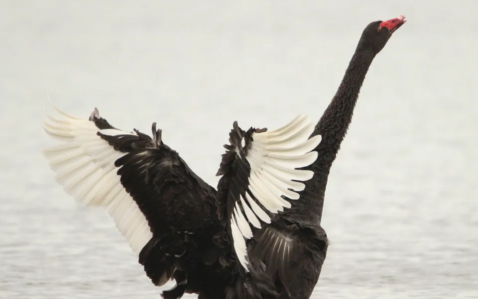 Black Swan (Cygnus atratus) — photo 5 of 5