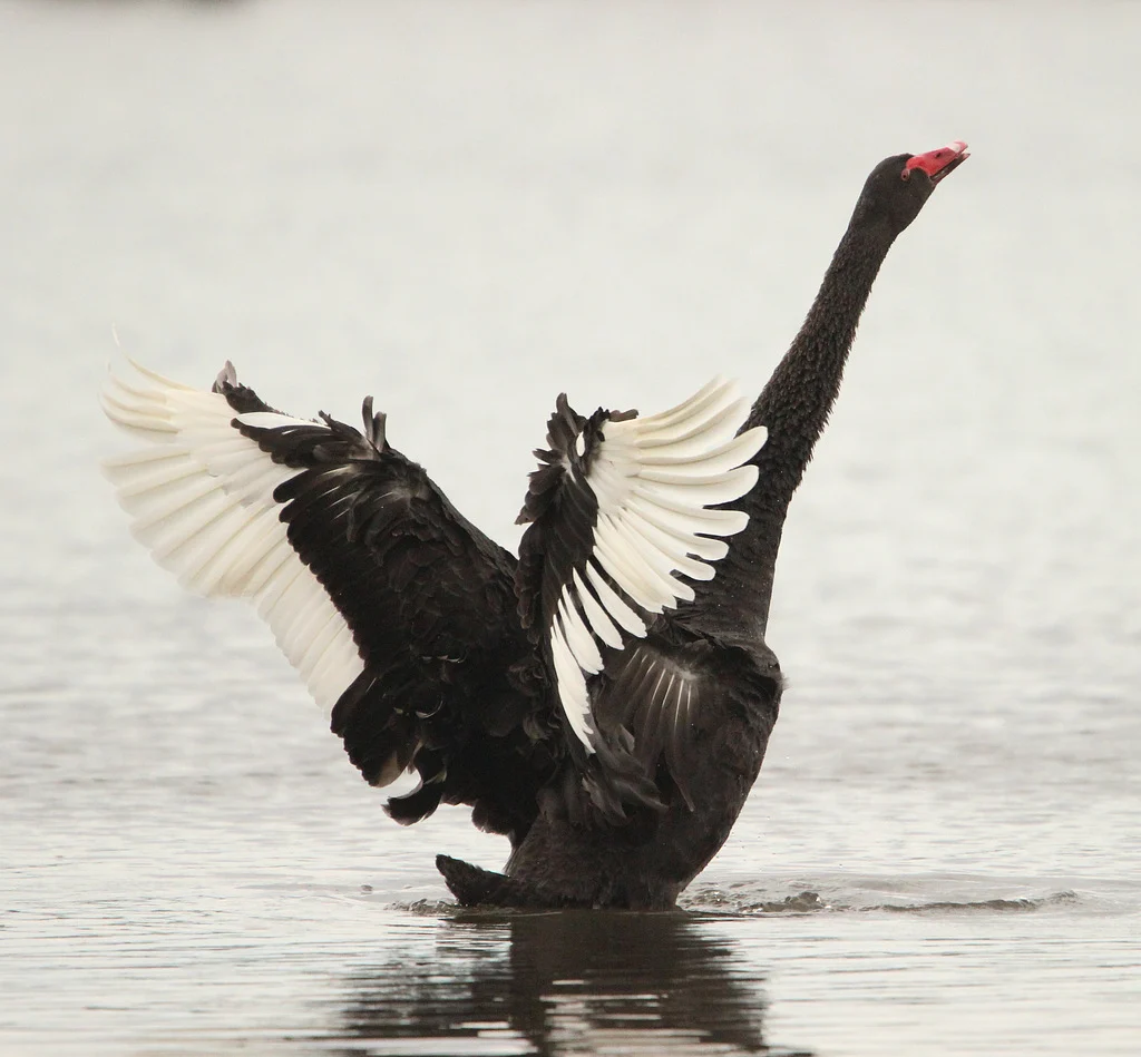 Black Swan (Cygnus atratus) — photo 5 of 5